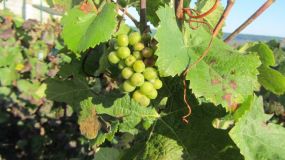 IMG_9353.JPG